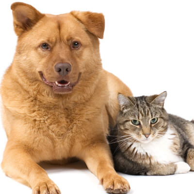 Cat and dog laying together