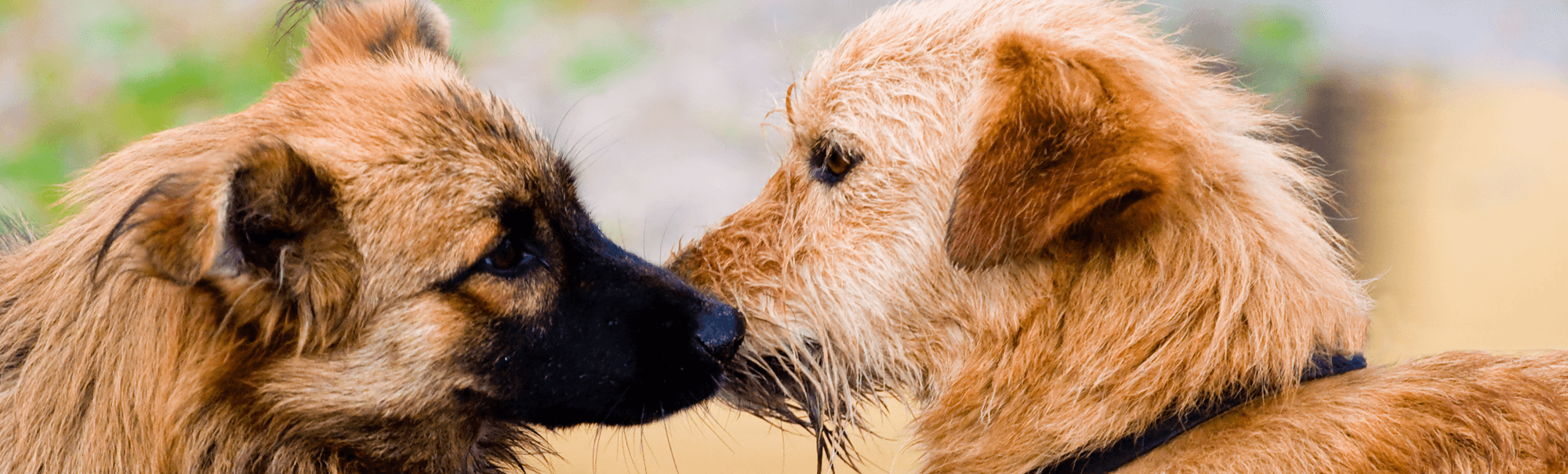 Evers Veterinary Clinic Chico Ca About Us