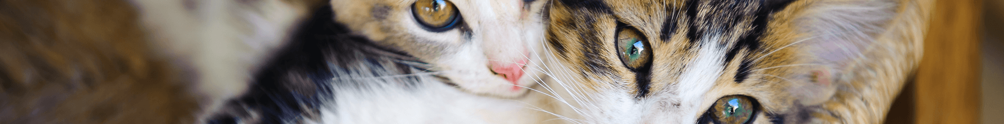 Evers Veterinary Clinic Chico Ca About Us