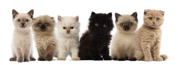 Row of kittens