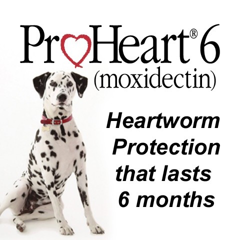 heartworm injection dogs