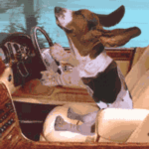 dog driving gif dog driving gif